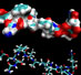 ghrelin